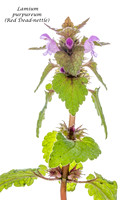 Wild Flower Studies